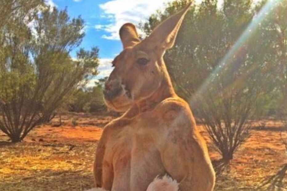 Morreu Roger, o canguru musculado