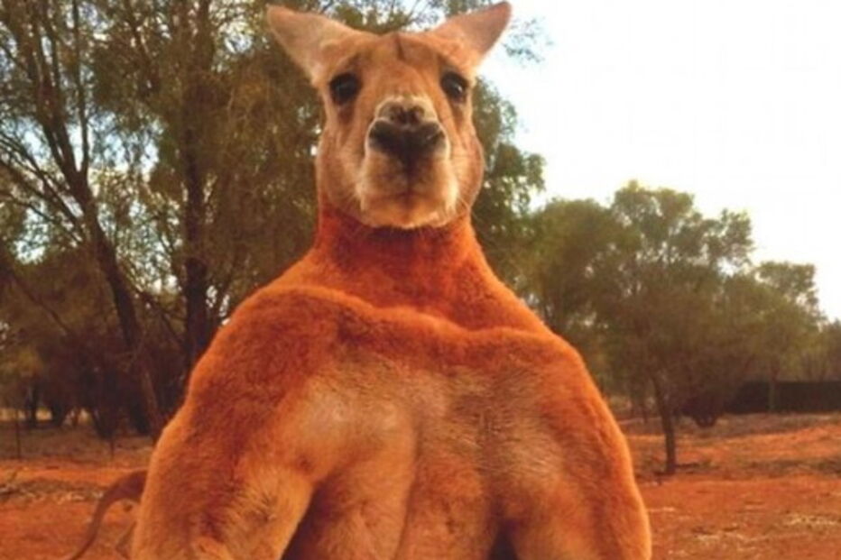 Morreu Roger, o canguru musculado