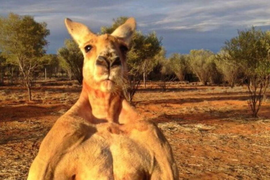 Morreu Roger, o canguru musculado