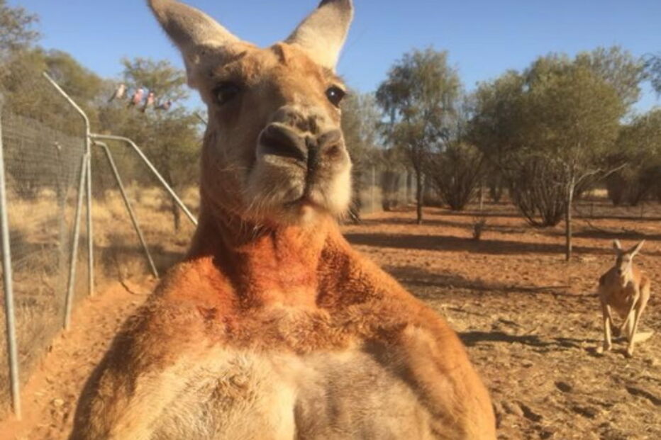 Morreu Roger, o canguru musculado