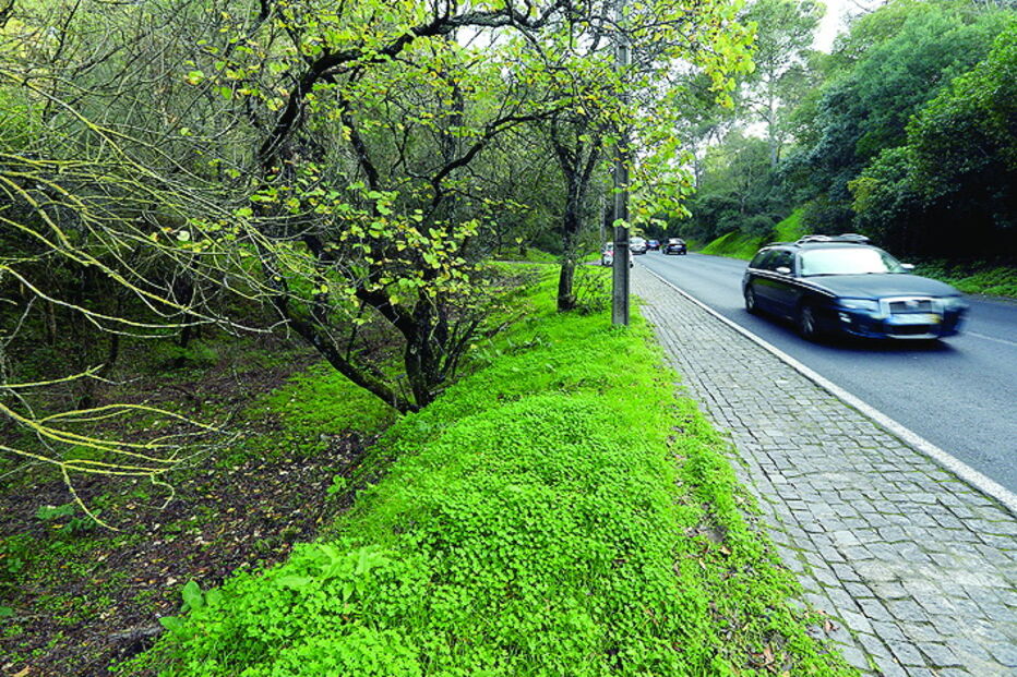 Crime ocorreu junto a estrada movimentada 