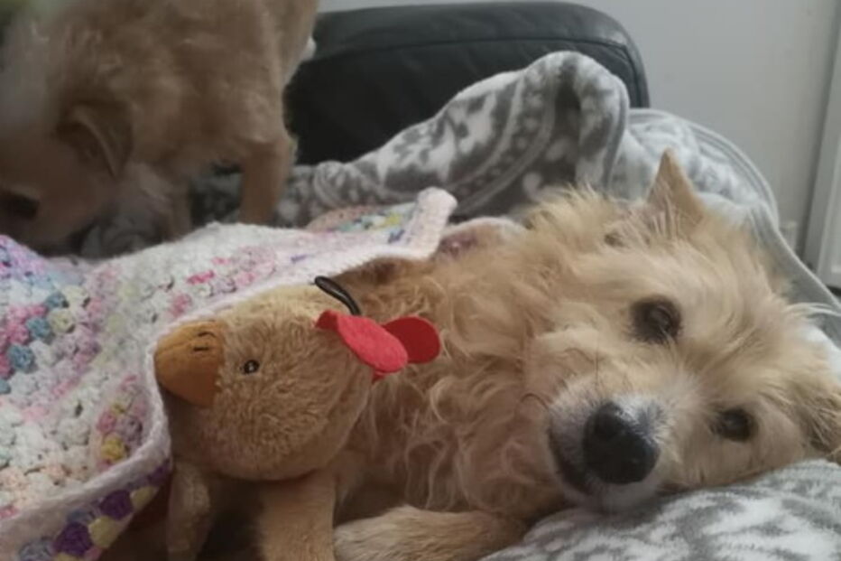 Mulher salva cão violado durante cinco anos