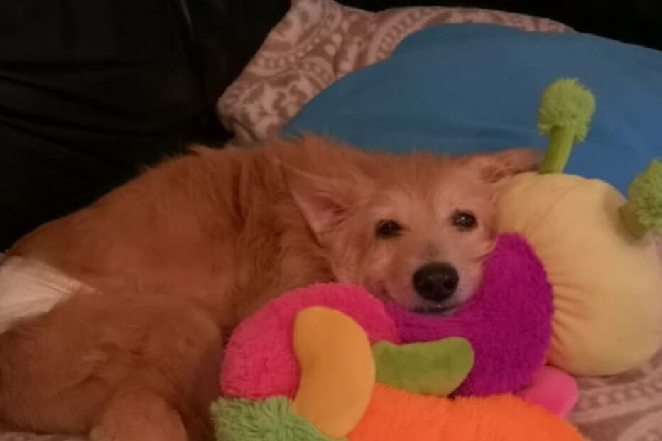 Mulher salva cão violado durante cinco anos