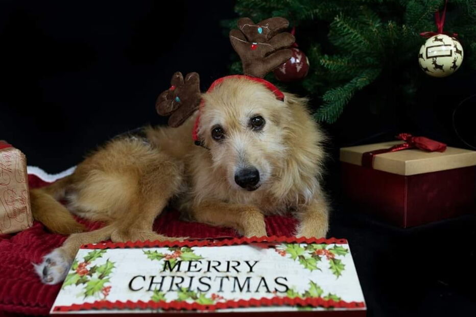 Mulher salva cão violado durante cinco anos