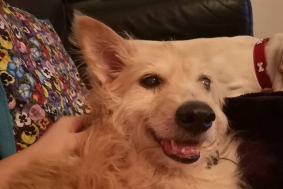 Mulher salva cão violado durante cinco anos