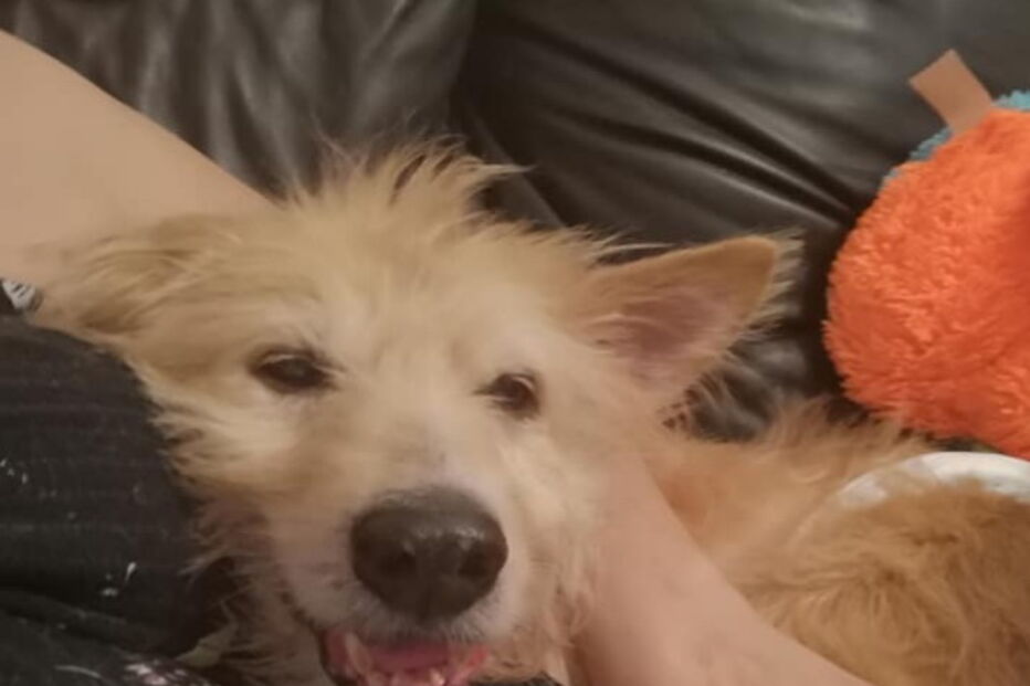 Mulher salva cão violado durante cinco anos