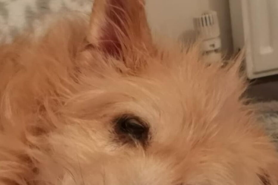 Mulher salva cão violado durante cinco anos