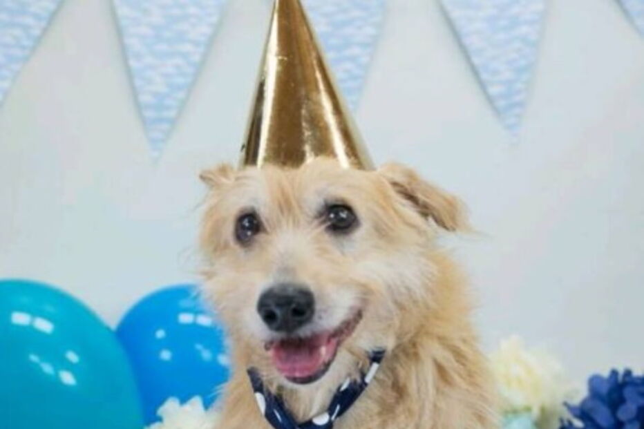 Mulher salva cão violado durante cinco anos