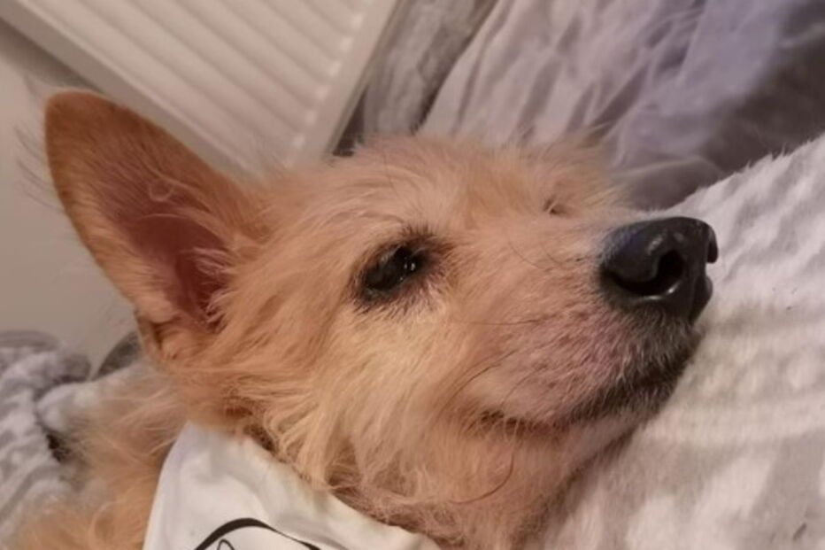 Mulher salva cão violado durante cinco anos