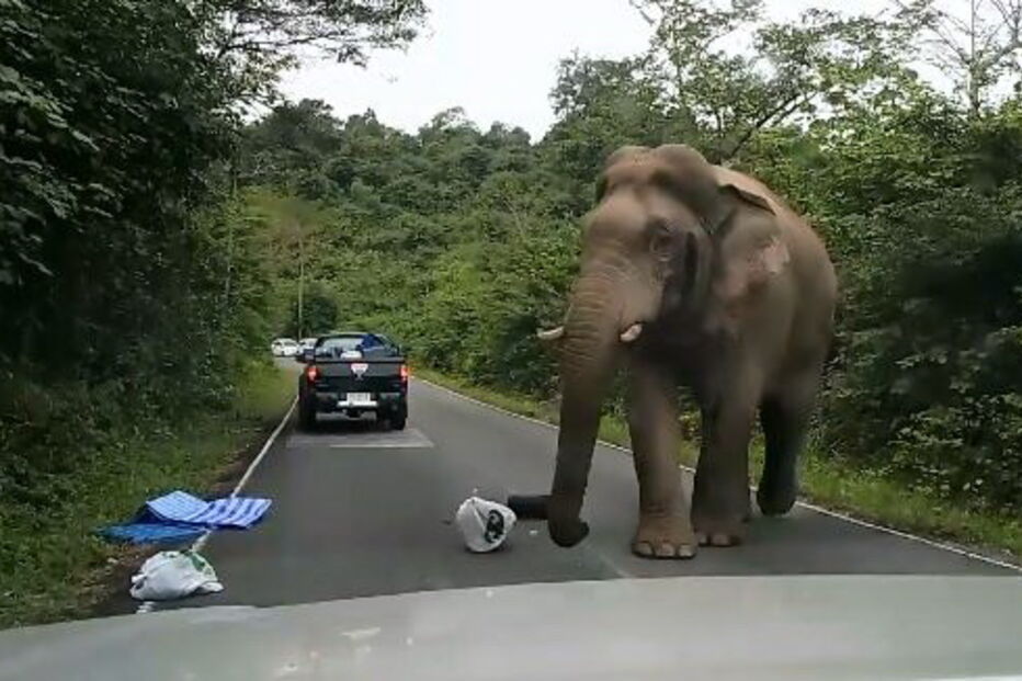Elefante assusta visitantes de parque na Tailândia 