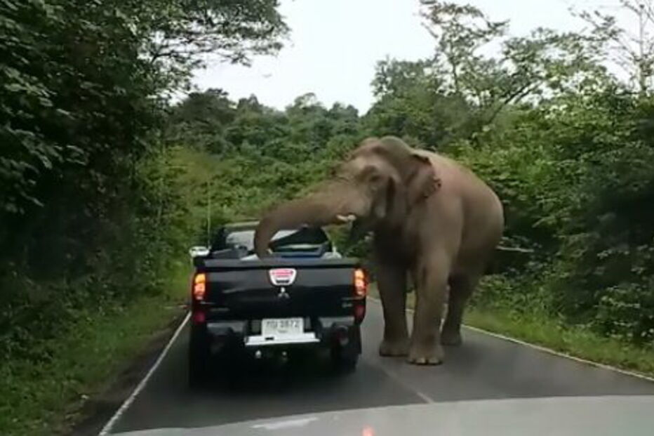 Elefante assusta visitantes de parque na Tailândia 