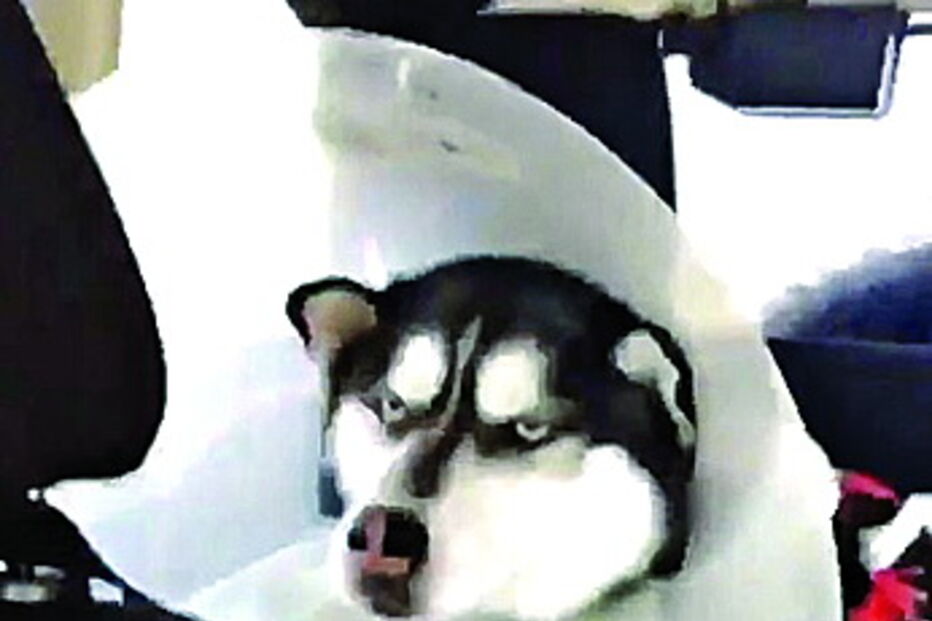 Cão amua depois de ida ao veterinário