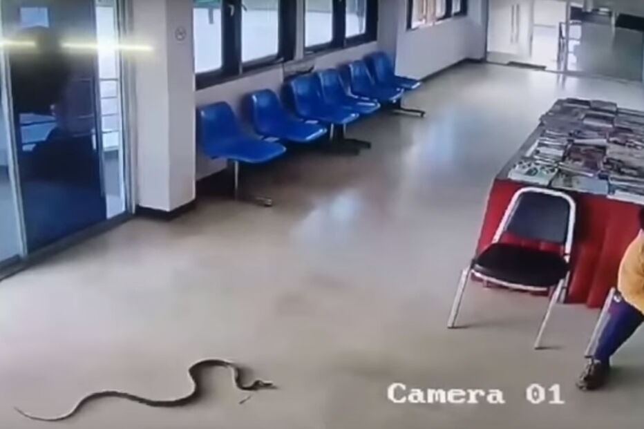 Homem imobiliza cobra que o tenta atacar em esquadra