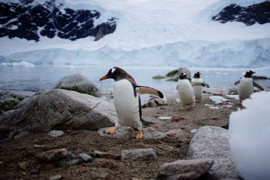 Antártica