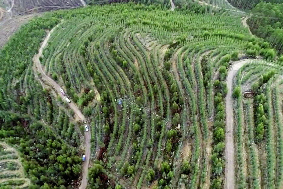Destroços do helicóptero ficaram espalhados numa zona de plantação de eucaliptos na serra de Santa Justa