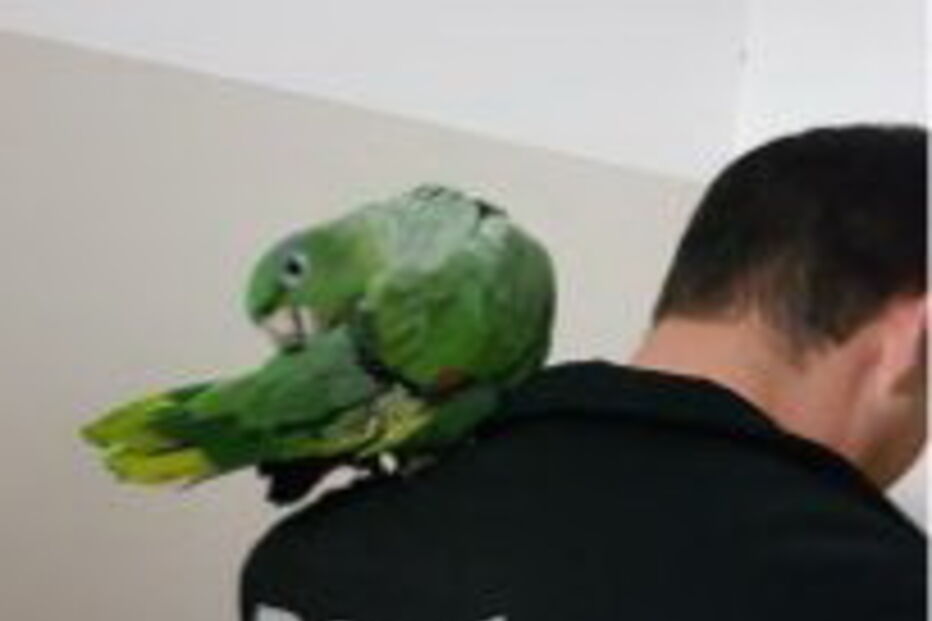 PSP recebe agradecimento especial de dono de papagaio que fugiu