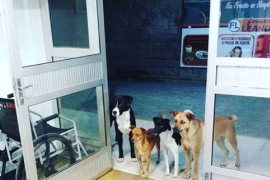 Cães de sem-abrigo esperam pelo homem à porta do hospital