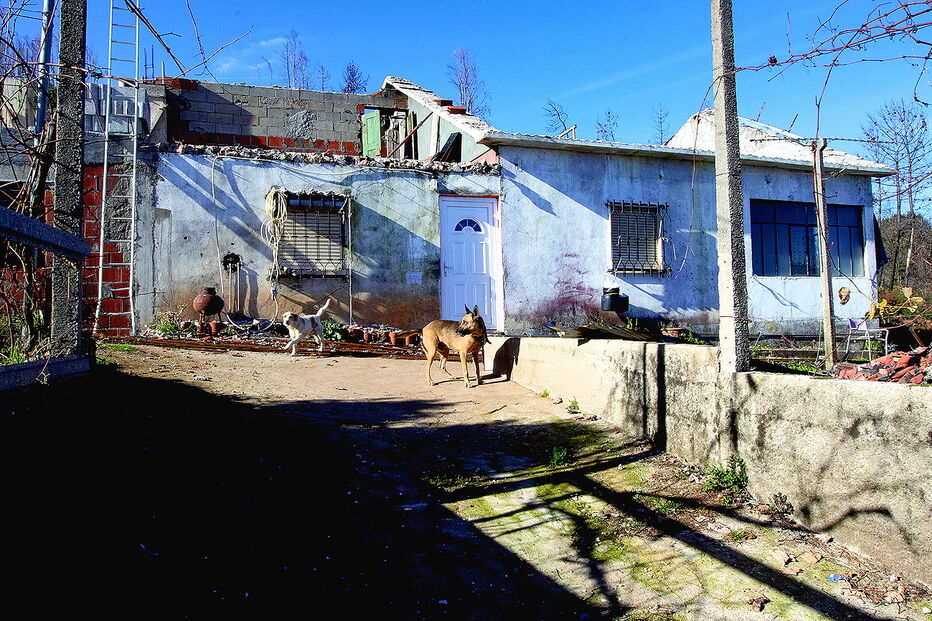 Cães guardam a moradia situada junto à EN236-1, onde ainda são visíveis os efeitos do incêndio de junho de 2017