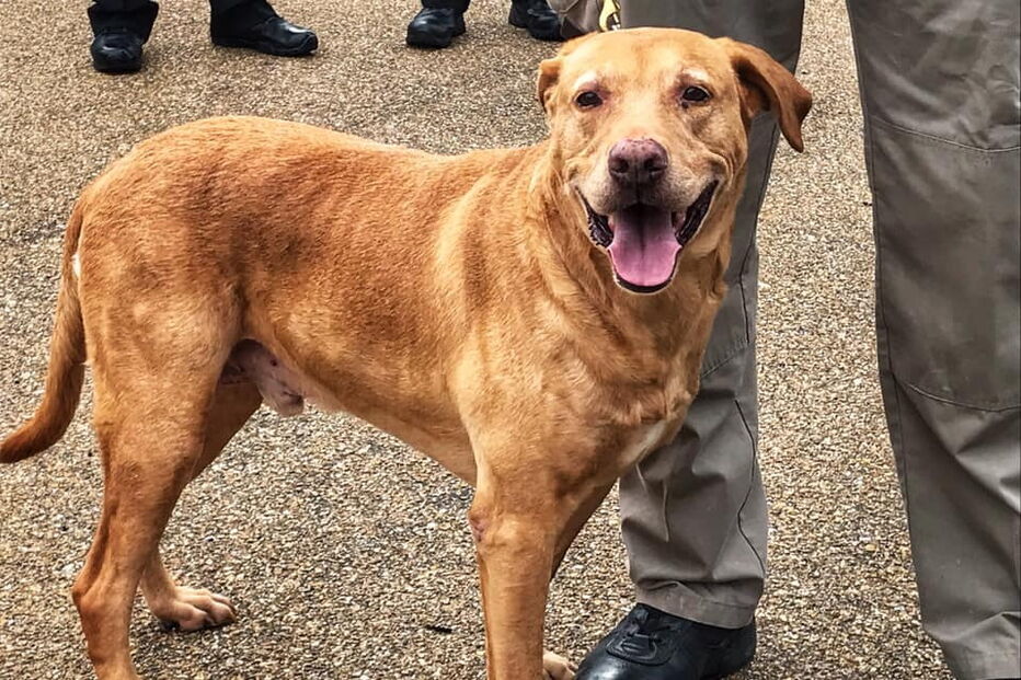 Ringo, o cão-polícia 