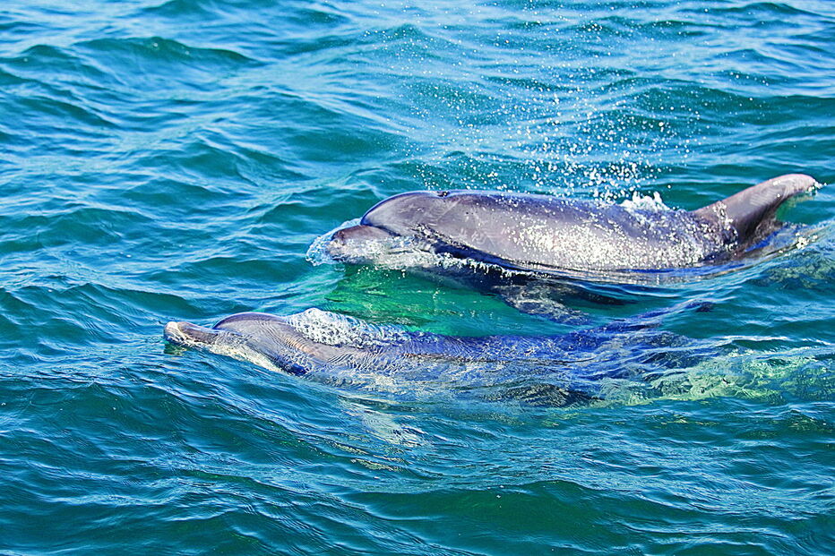 Comunidade de golfinhos-roazes no estuário do Sado poderá ser determinante para os trabalhos do Porto de Setúbal  
