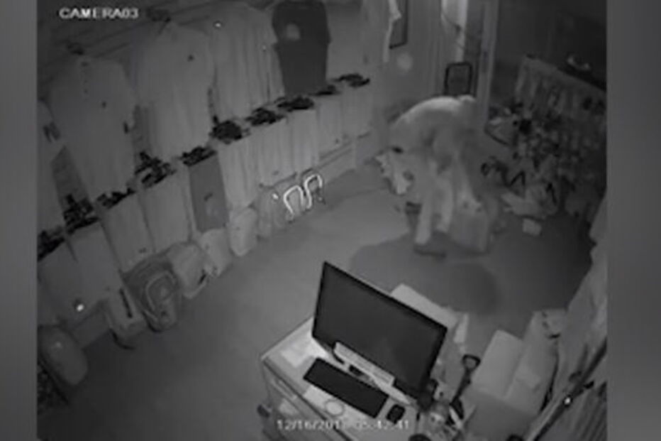 Dois homens assaltam loja em cinco horas e levam 11 mil euros em roupa