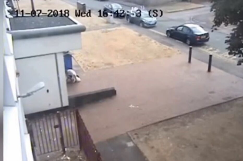 Cães morrem ao calor dentro de carro após dono se esquecer deles