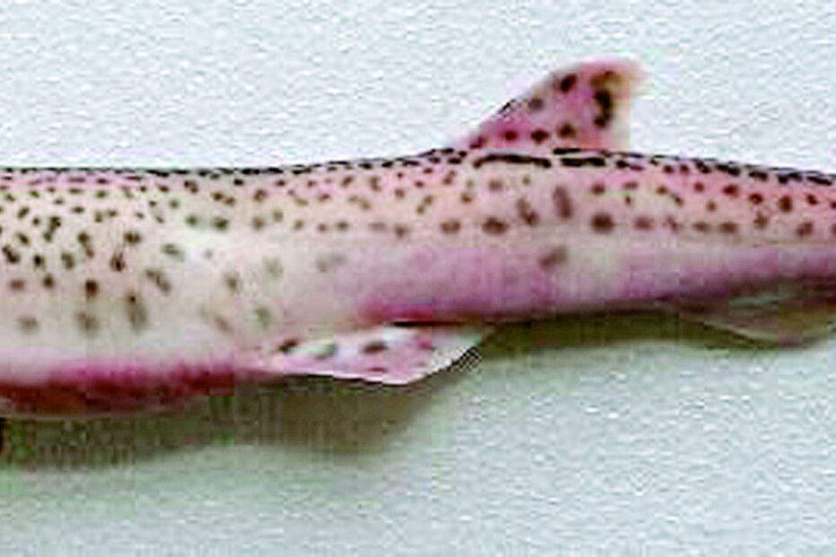 Espécie é um pequeno tubarão que vive nas águas do Mediterrâneo e que é apanhada pelos pescadores em redes de pesca direcionadas a outras espécies