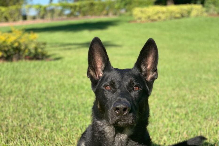 Cigo, o cão-polícia