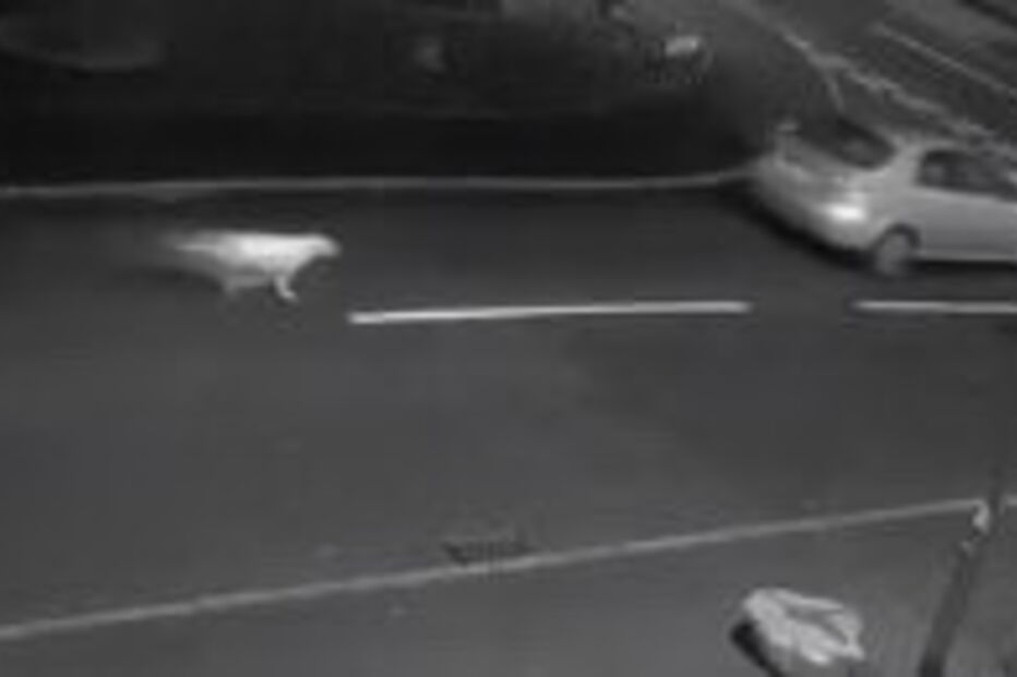 Cão vai atrás de dono que acabou de abandoná-lo numa rua