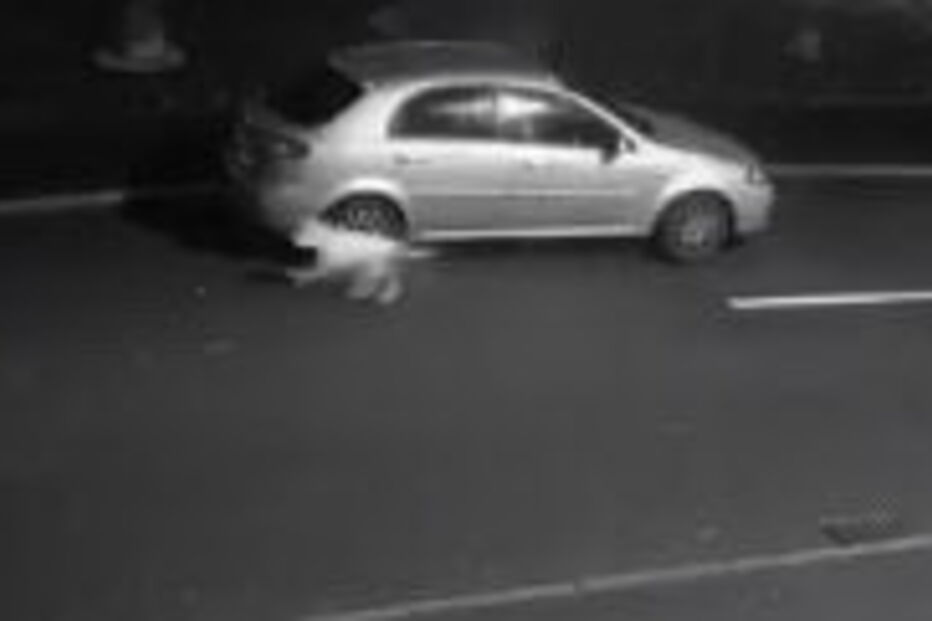 Cão vai atrás de dono que acabou de abandoná-lo numa rua