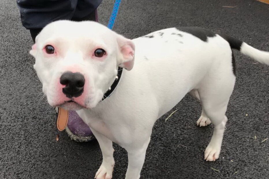 Cão vai atrás de dono que acabou de abandoná-lo numa rua