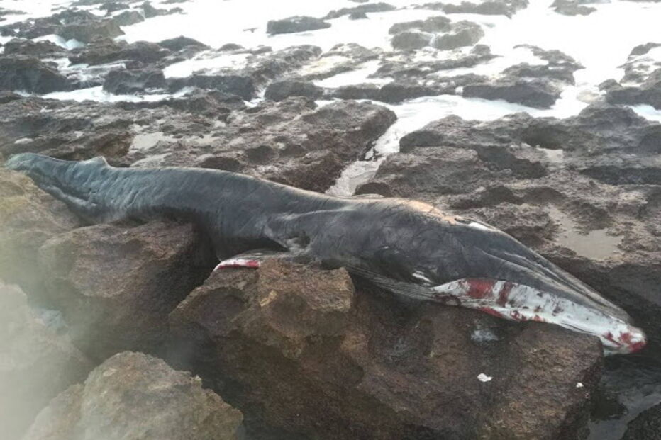 Baleia bebé encontrada morta em São Pedro do Estoril