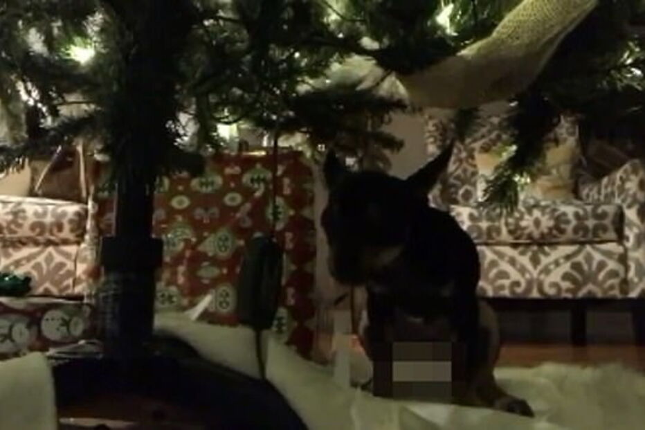 Menino recebe ‘prenda’ indesejada do cão