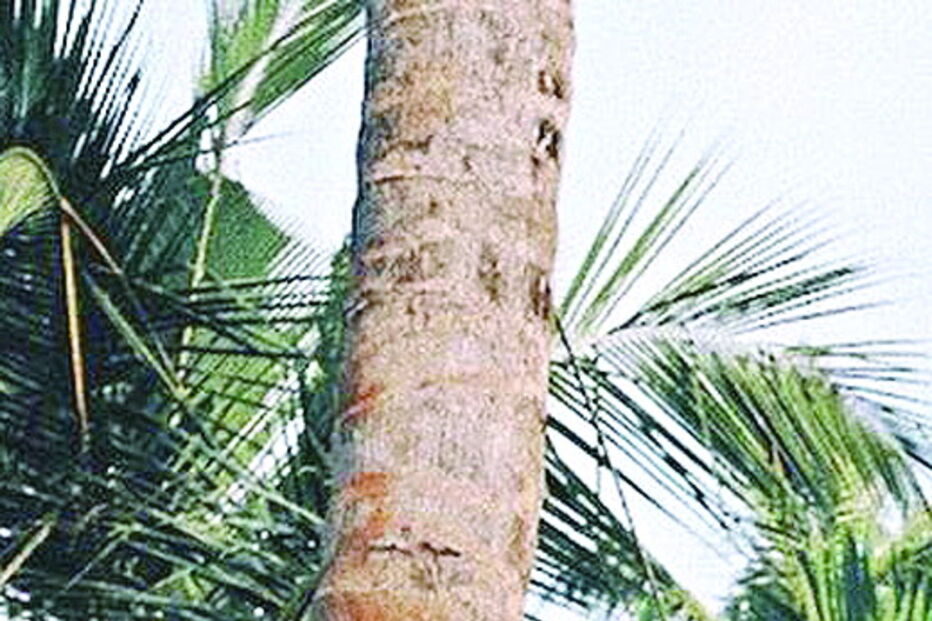 Joana Duarte continua as férias de sonho no Sri Lanka, ao lado de duas amigas de longa data 