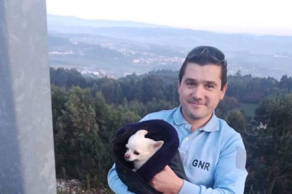 GNR procura dono de cão encontrado na A42