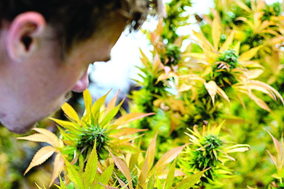 Canábis medicinal avança 