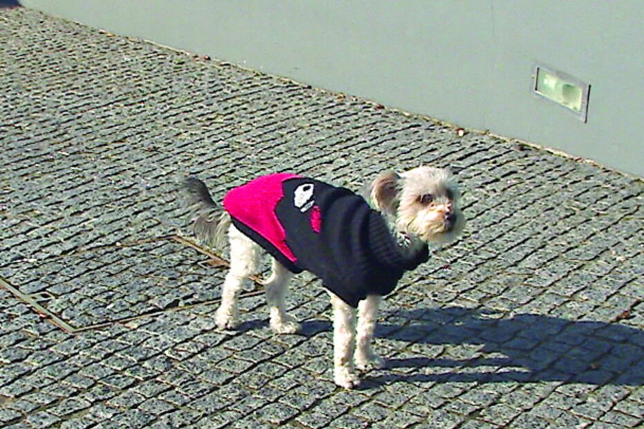 Latidos de cadela foram essenciais