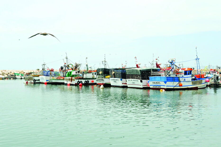 Este ano, e até setembro, foram registadas capturas de 975 toneladas de polvo em todas as lotas da região 