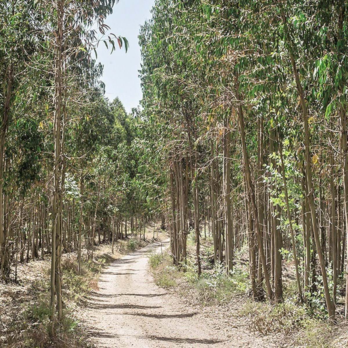 Floresta espanhola cobre 36% do país, tal como em Portugal