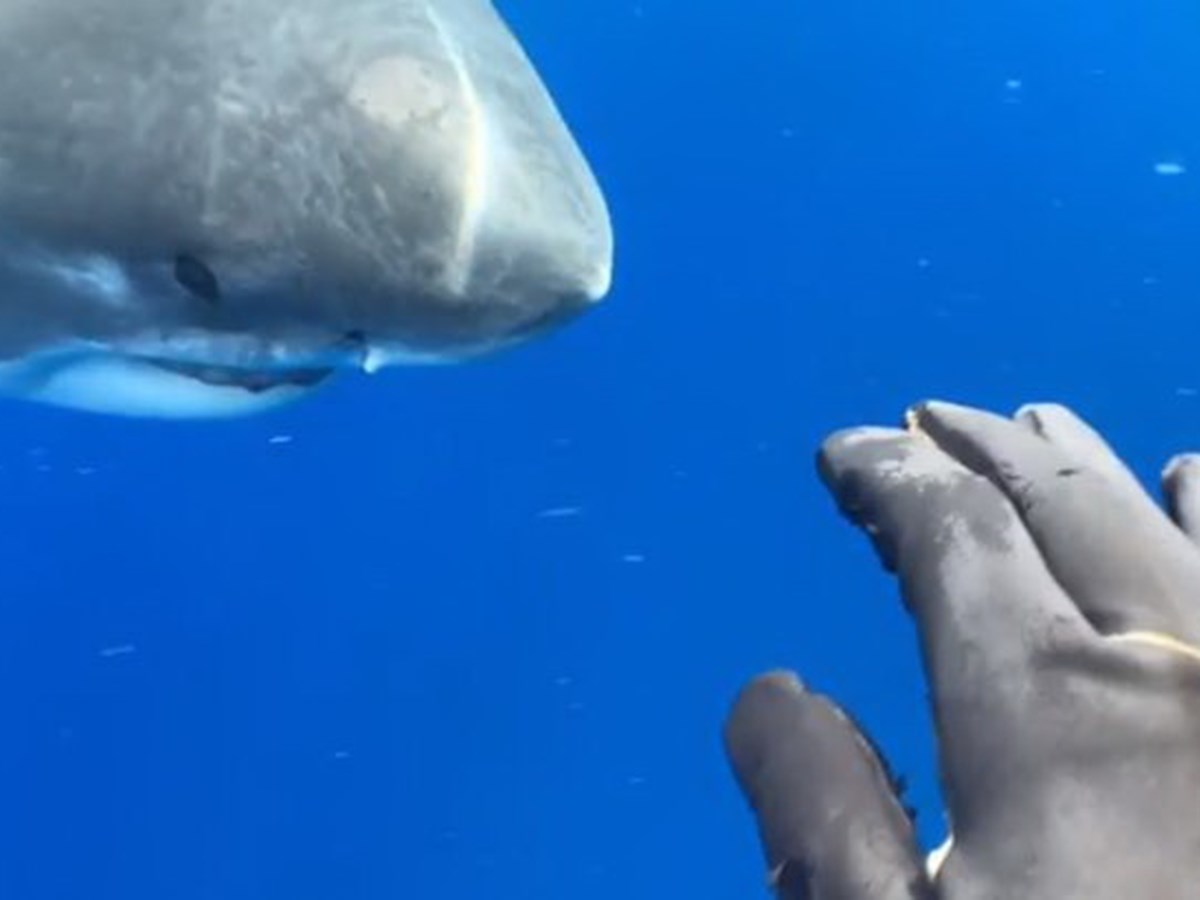 Equipa de mergulhadores avista e toca em tubarão branco gigante - Mundo -  Correio da Manhã