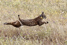 Lince-ibérico Mistral