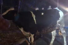 Vaca prenha foge de camião que a levava para um matadouro