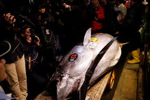 Atum rabilho vendido por históricos 2,7 milhões de euros no leilão de Ano Novo em Tóquio