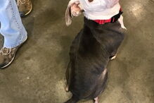 A carta emocionante de um dono sem-abrigo obrigado a abandonar a cadela