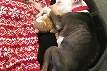 A carta emocionante de um dono sem-abrigo obrigado a abandonar a cadela