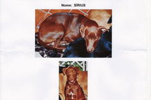 2019-01-06_16_26_25 1 - Jun 2016 - CÃO DESAPARECIDO - Sírius.jpg