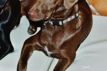 2019-01-06_16_26_25 2 - Ago 2011 - Sírios e Vega 2.JPG