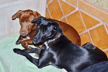 2019-01-06_16_26_26 4 - Dezº 2011 - Sirius e Vega no descanso.JPG