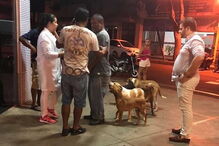Cães perseguem ambulância durante quilómetros para acompanhar dono sem-abrigo