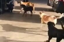 Cães perseguem ambulância durante quilómetros para acompanhar dono sem-abrigo